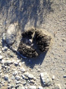 April 2013 - Telegraph Pole Stump?