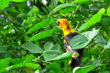 Spot-breasted Oriole