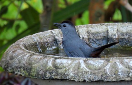 Gray Catbird