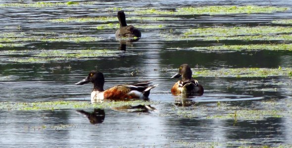 Northern Shovelers