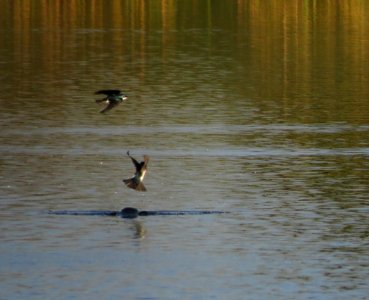 Tree Swallows photo