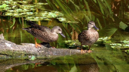 Blue-winged Teal