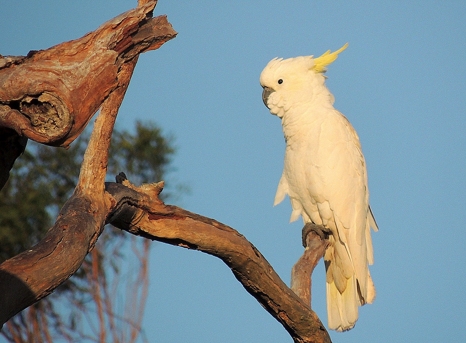 Sulphur-crested wildlife perch