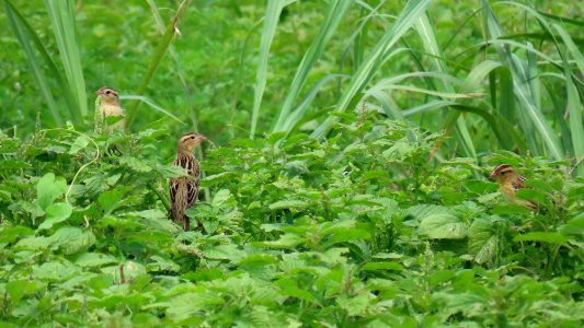 Female Bobolinks