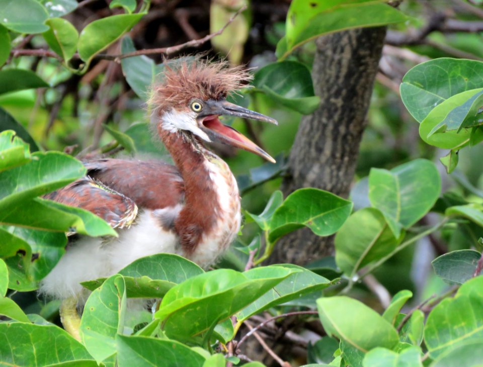 Juvenile Tricolor Heron
