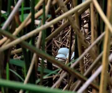 Least Bittern Nest photo