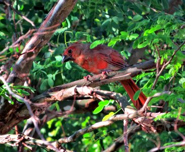Northern Cardinal fledgling