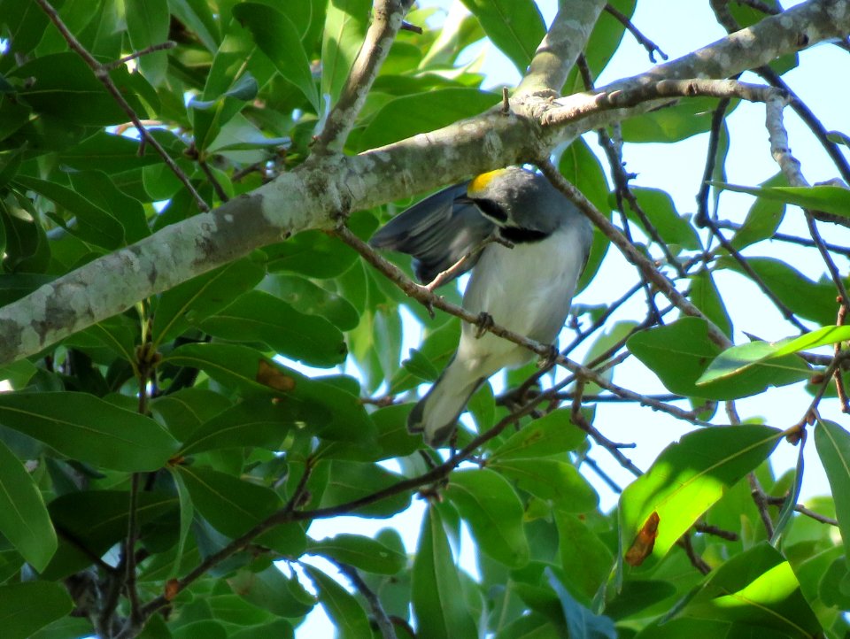 Golden-winged Warbler
