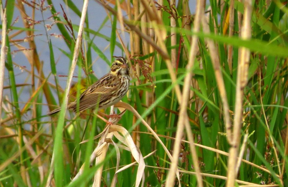 Savannah Sparrow