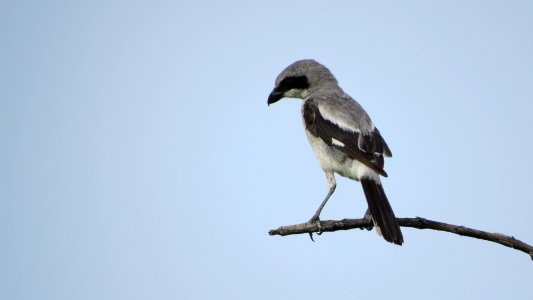 Loggerhead Shrike photo