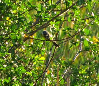 Tropical Kingbird