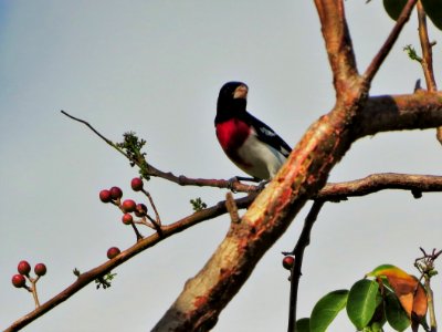 Rose-breasted Grosbeak photo