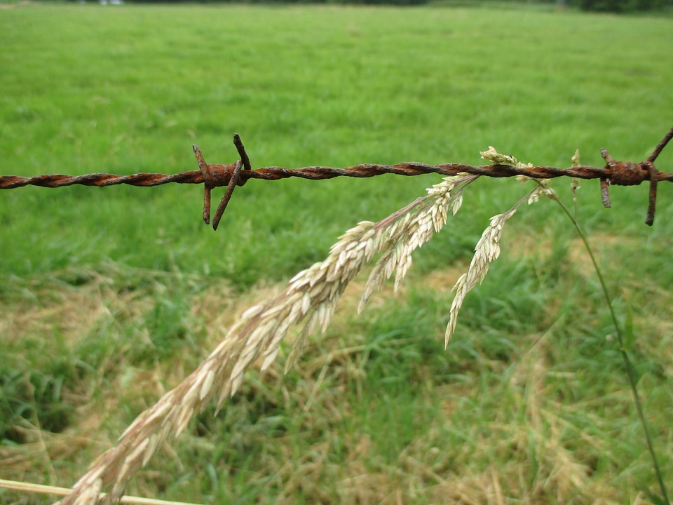 Farm landscape wheat