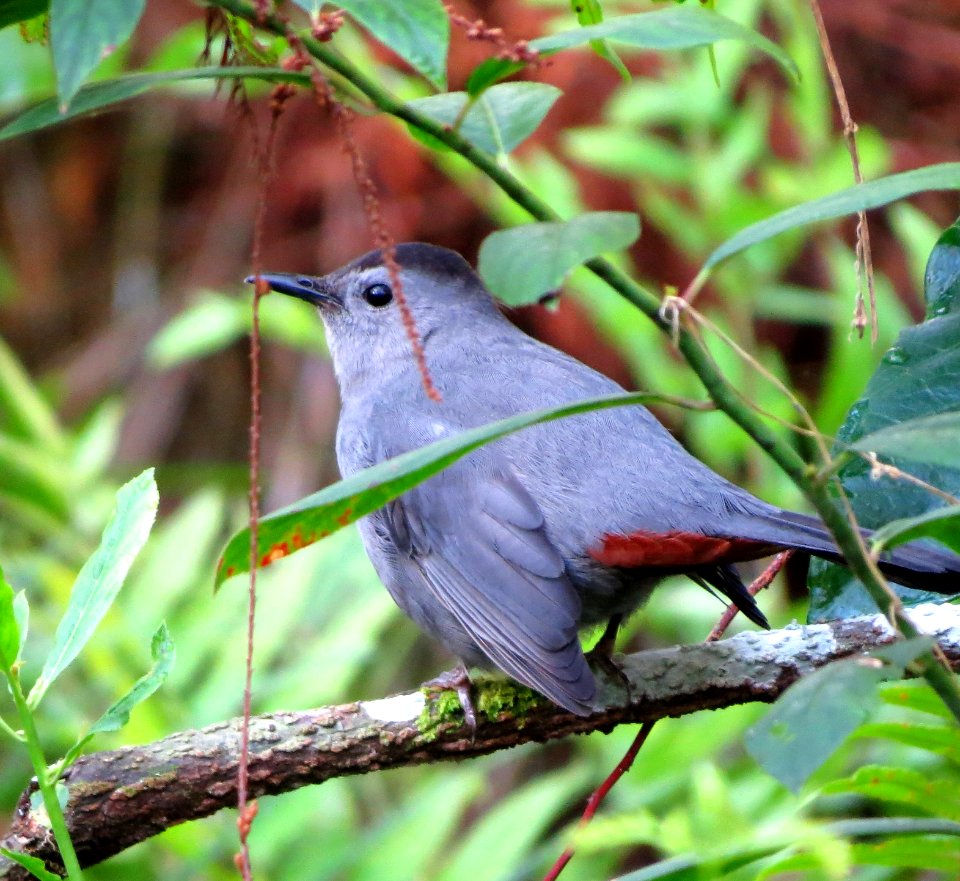 Gray Catbird