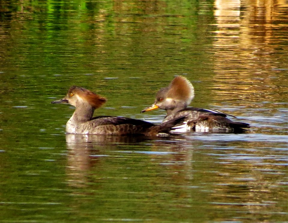 Hooded Merganser