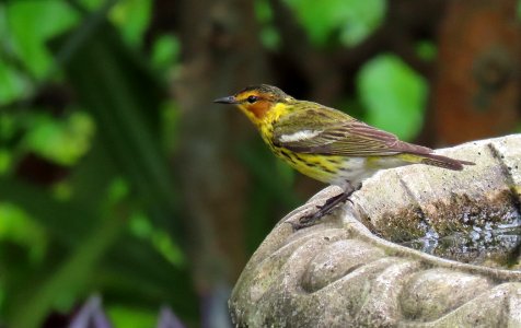 Cape May Warbler photo