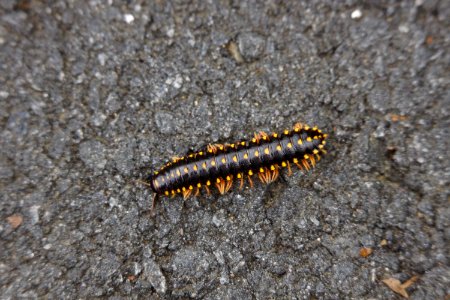 Day 117 - Spotted Millipede