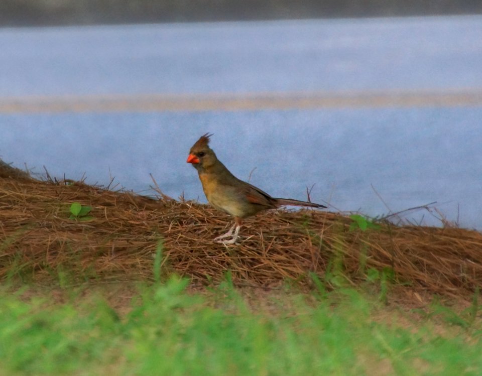 Day 154 - Female Cardinal and Focal Zoom