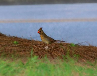 Day 154 - Female Cardinal and Focal Zoom