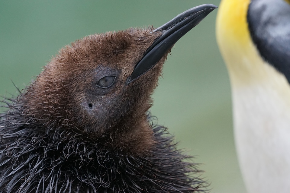 King penguin flightless young