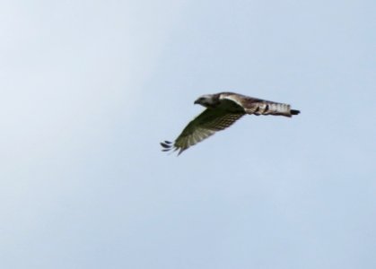 Krider's Red-tailed Hawk photo