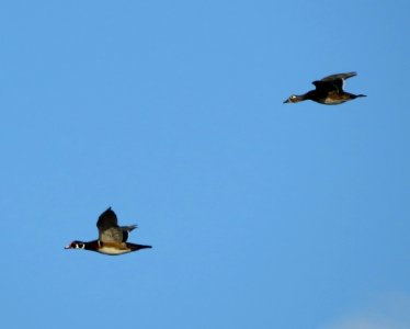 Wood Ducks photo