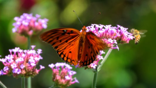 Gulf Fritillary butterfly and friend, on Verbena photo