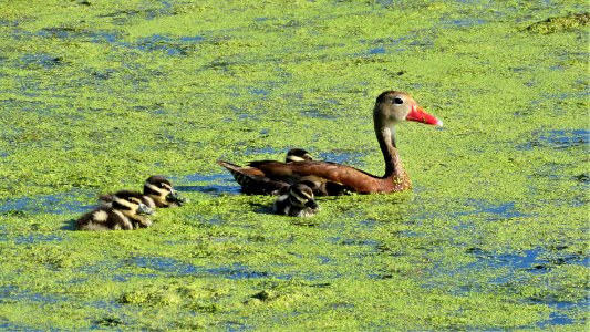 Black-bellied Whistling Ducks