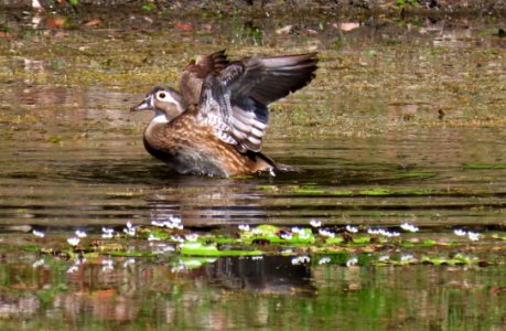 Female Wood Duck photo