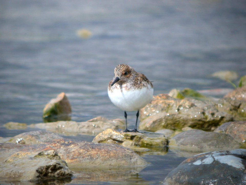 DSCN1067 Sanderling Shoop Park Racine WI 5-18-08