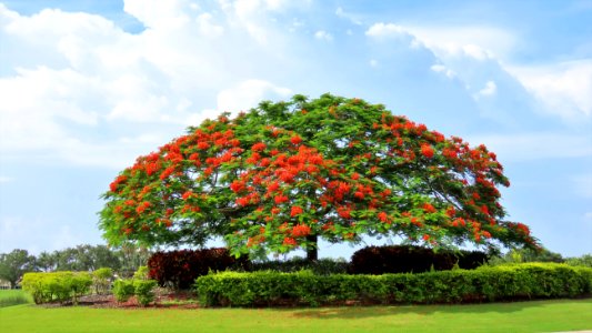Royal Poinciana tree