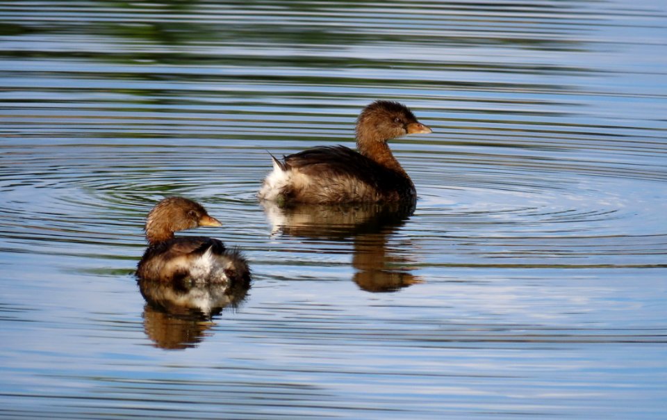 Pied-billed Grebes