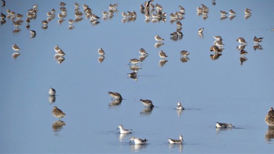 Shorebirds with Wilson's Phalaropes photo