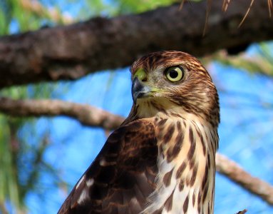 Cooper's Hawk,  juvenile.