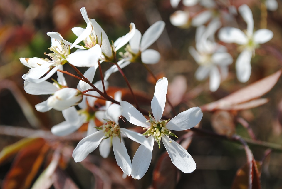 Nature white flower spring