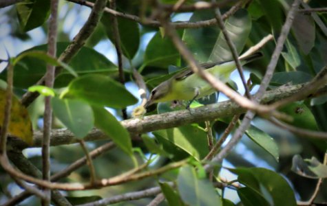 Philadelphia Vireo