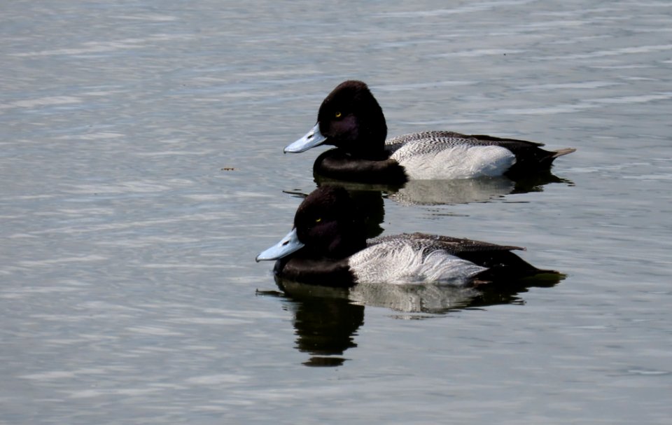 Two male Lesser Scaup
