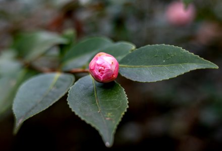 Day 39 - A Promise of Spring