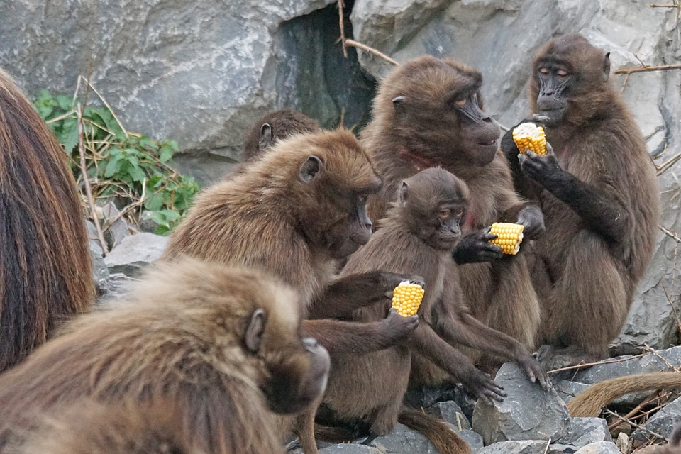 Dscheladas blood baboons food