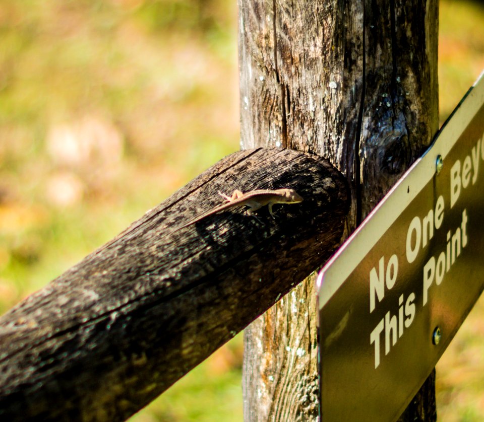 Day 287 - Standing Guard