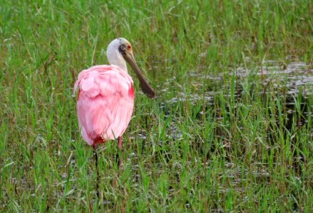 Roseate Spoonbill photo