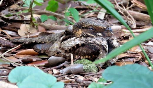 Eastern Whip-poor-will