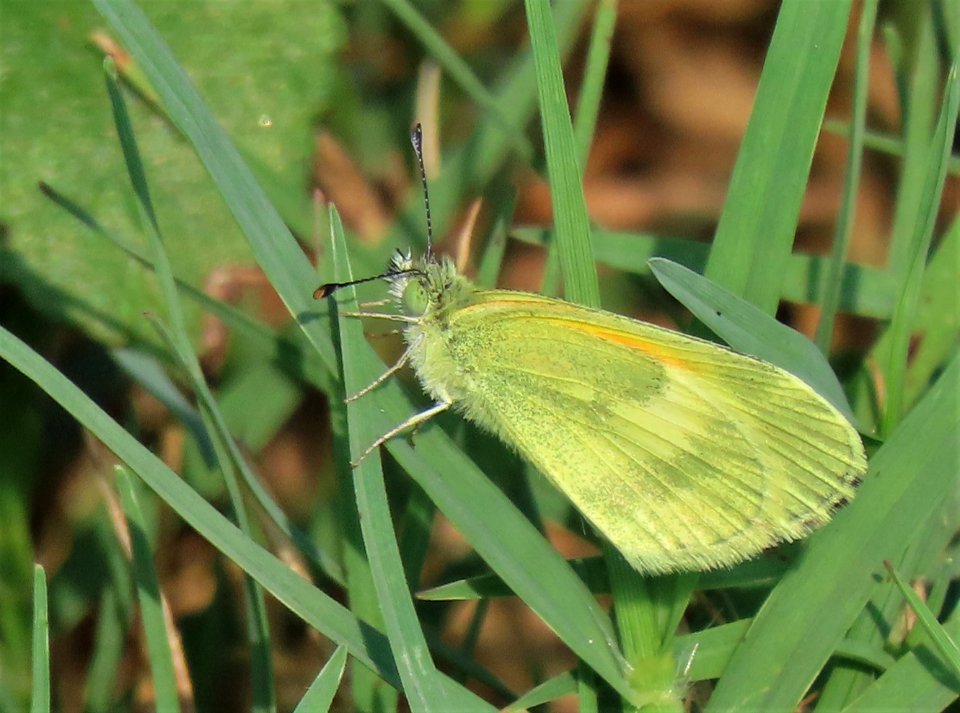 Not sure what kind of butterfly..they were really small!