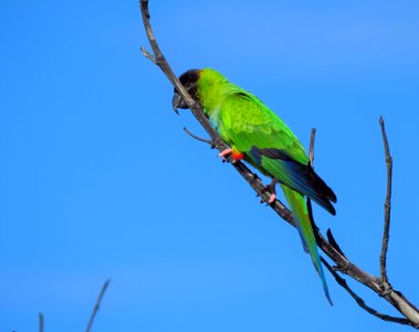 Nanday Parakeet photo
