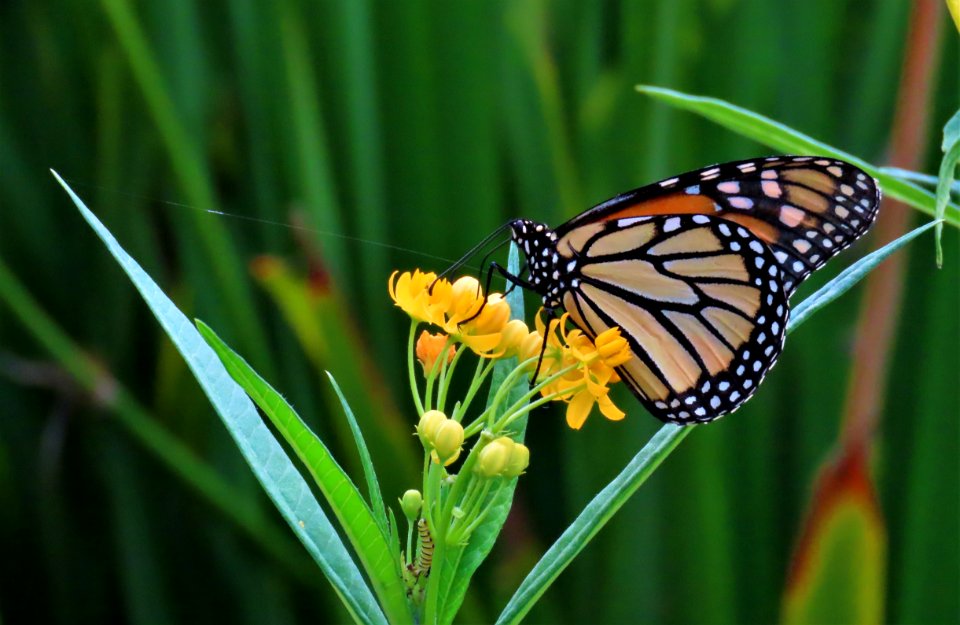 Monarch Butterfly on Milkweed