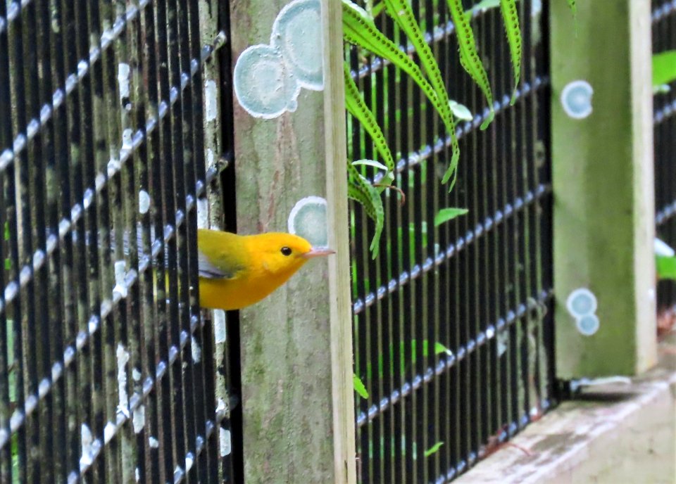 Prothonotary Warbler