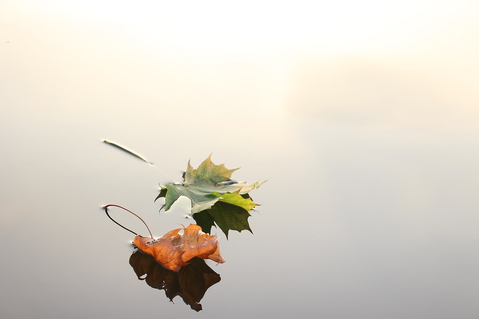 Autumn nature fall