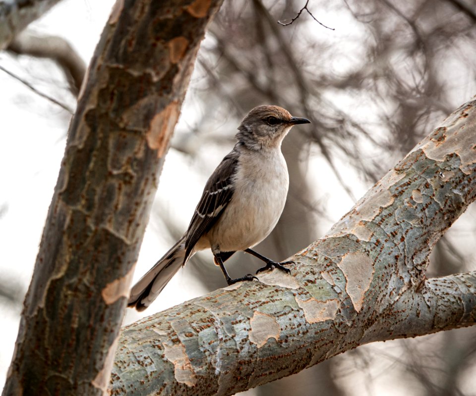 Eastern Mockingbird