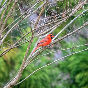 Male Cardinal