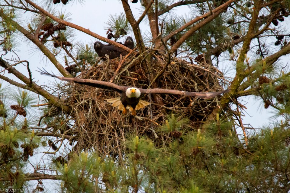 Berry College Eagles 2015